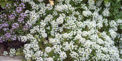 Top 20 des fleurs odorantes pour un jardin de senteur
