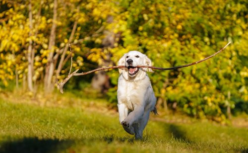 Hygiène de vie du chien : 27 conseils pratiques !