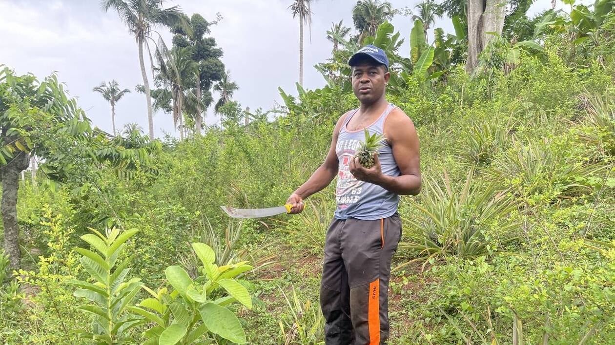 REPORTAGE. Un an après le passage du cyclone Chido, à Mayotte, la production agricole repart doucement