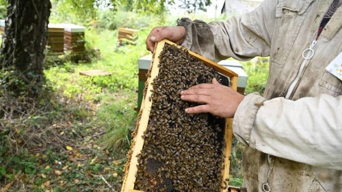 La propolis produite par les abeilles réduit l’acné