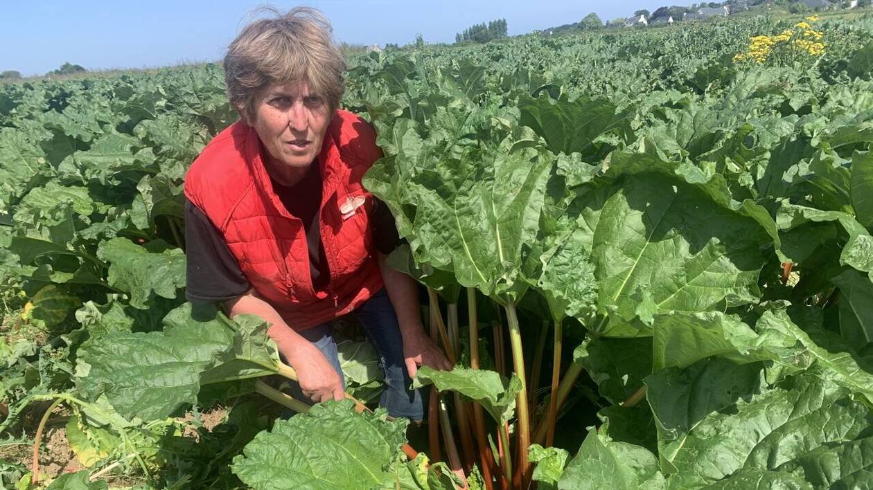 Produit de niche, la rhubarbe fait peu à peu son trou en Bretagne