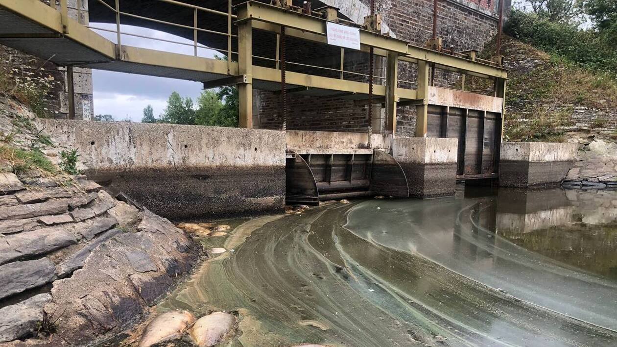 Des centaines de poissons retrouvés morts dans les marais de Goulaine, au sud de Nantes