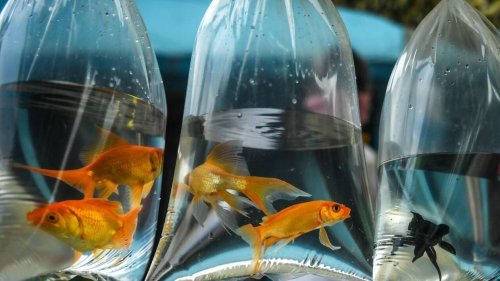 Offrir des poissons rouges en guise de lots, c’est illégal et on vous explique pourquoi