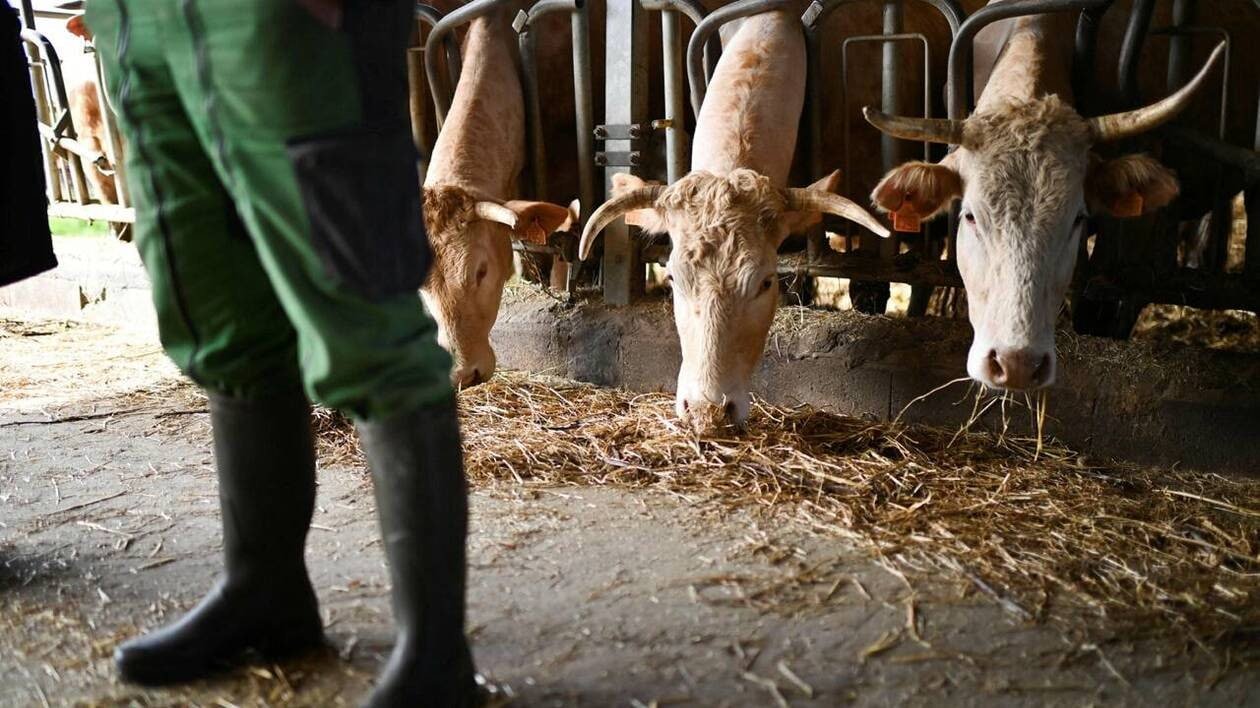 Un agriculteur des Côtes-d’Armor poursuivi pour de mauvais traitements sur ses animaux