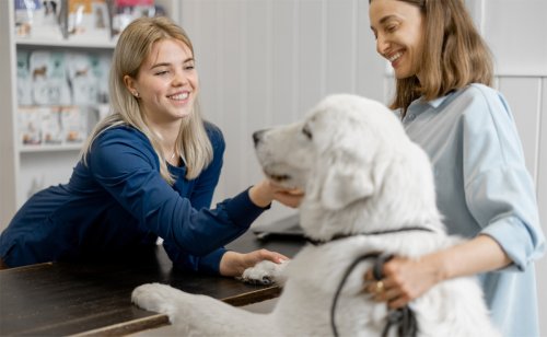 Quelle est la durée d'engagement d'un contrat d'assurance chien ?