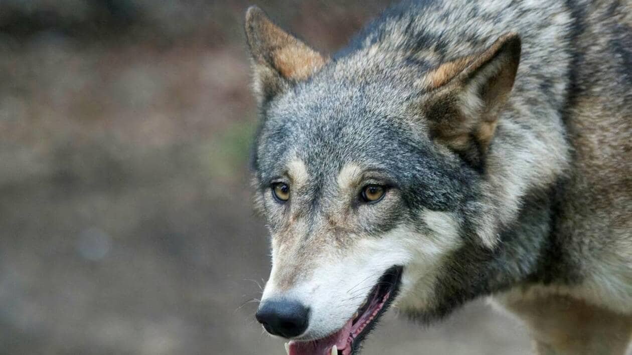 Attaques de loup suspectées en Anjou : des chiens de protection pour aider les éleveurs