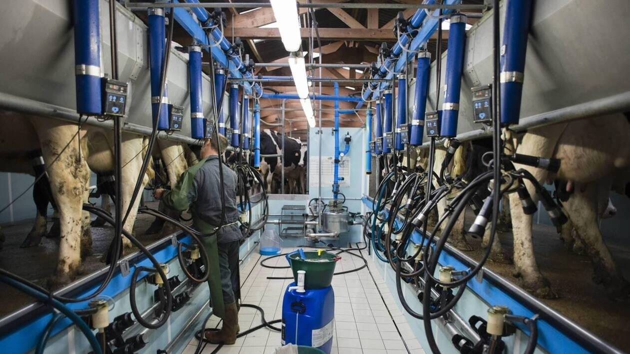 Des éleveurs laitiers bientôt cessés d’être collectés ? Le préfet de la Manche met en garde Savencia