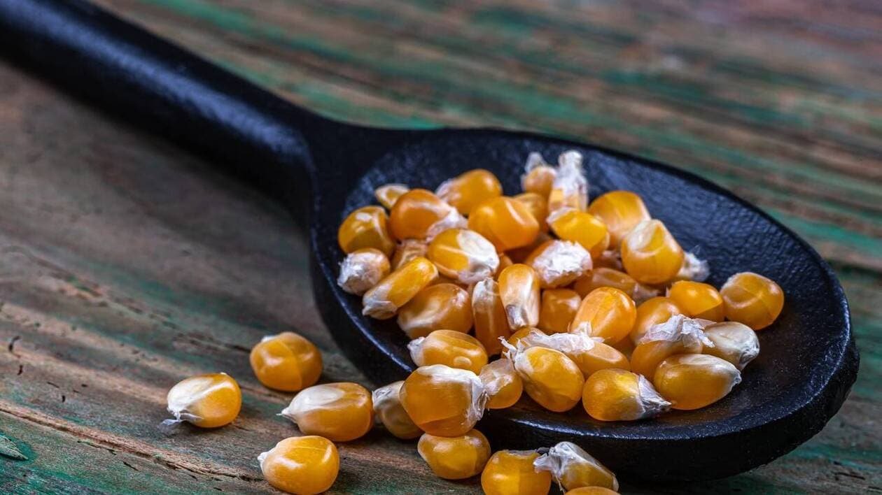 L’Union européenne trouve un accord sur une nouvelle génération d’OGM