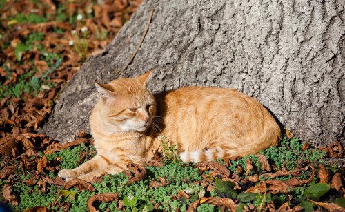 Mon chat n'a strictement aucun instinct de chasse, est-ce grave ?