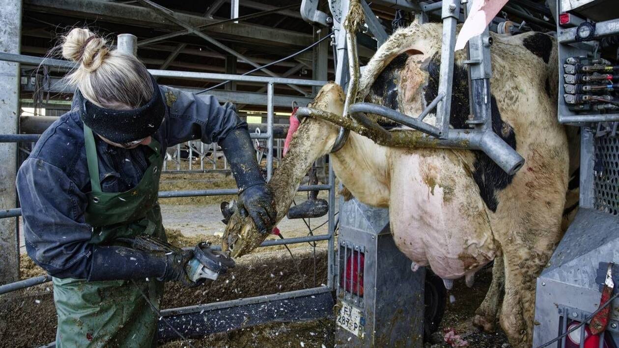 Formation, salaires, emploi… Quatre questions sur le métier de pédicure pour bovins