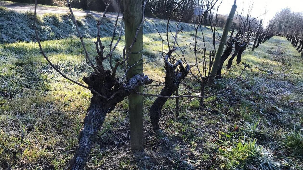Il gèle fort dans les parcelles du vignoble nantais et c’est une bonne nouvelle, voici pourquoi
