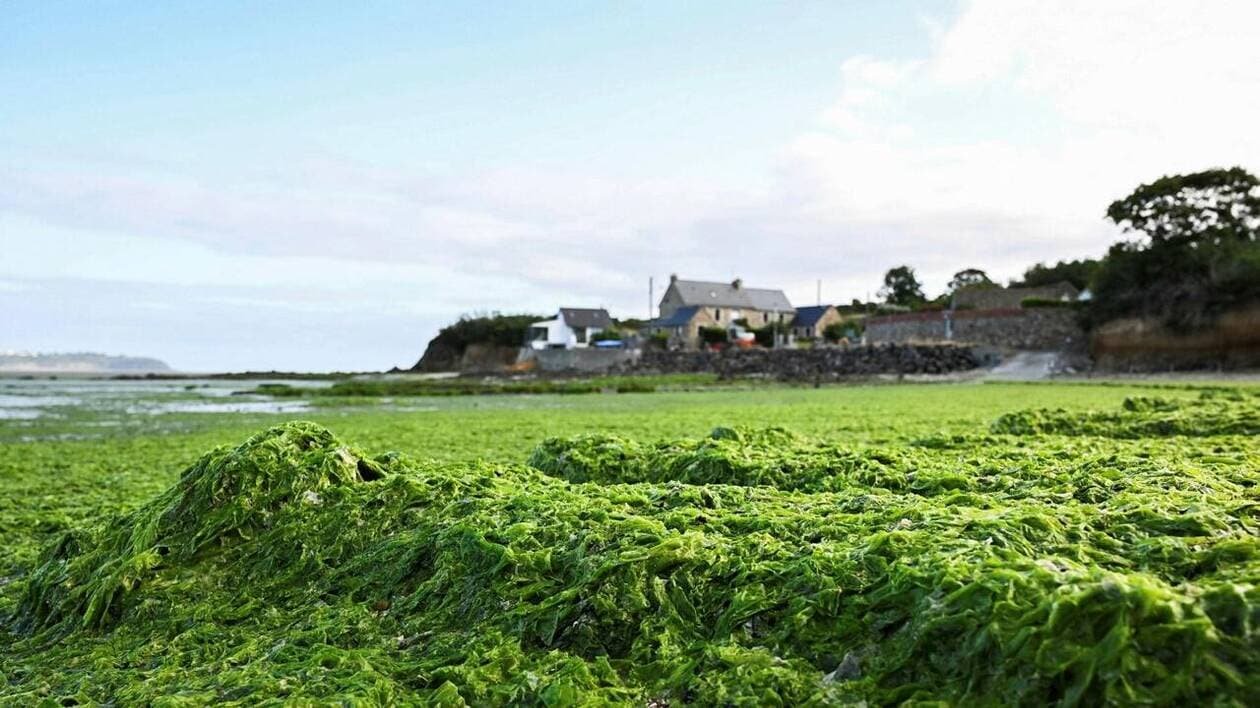 Le conseil régional breton somme l’État d’agir contre les algues vertes, l’exécutif rejette le texte