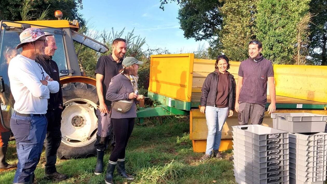 Vendanges à Theix-Noyalo : « On remet en place une culture ancestrale »