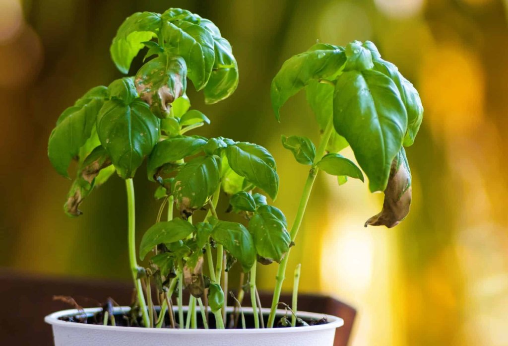 Plant(s)