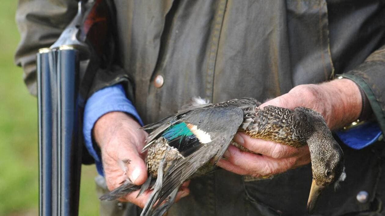 Botulisme ou pas, la chasse reprend à Grand Lieu, au sud de Nantes