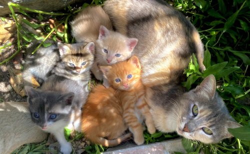 Pourquoi les chatons d'une même portée peuvent-ils avoir des couleurs différentes ?