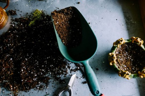 Le marc de café n’est finalement peut-être pas votre meilleur ami au potager et on vous explique pourquoi