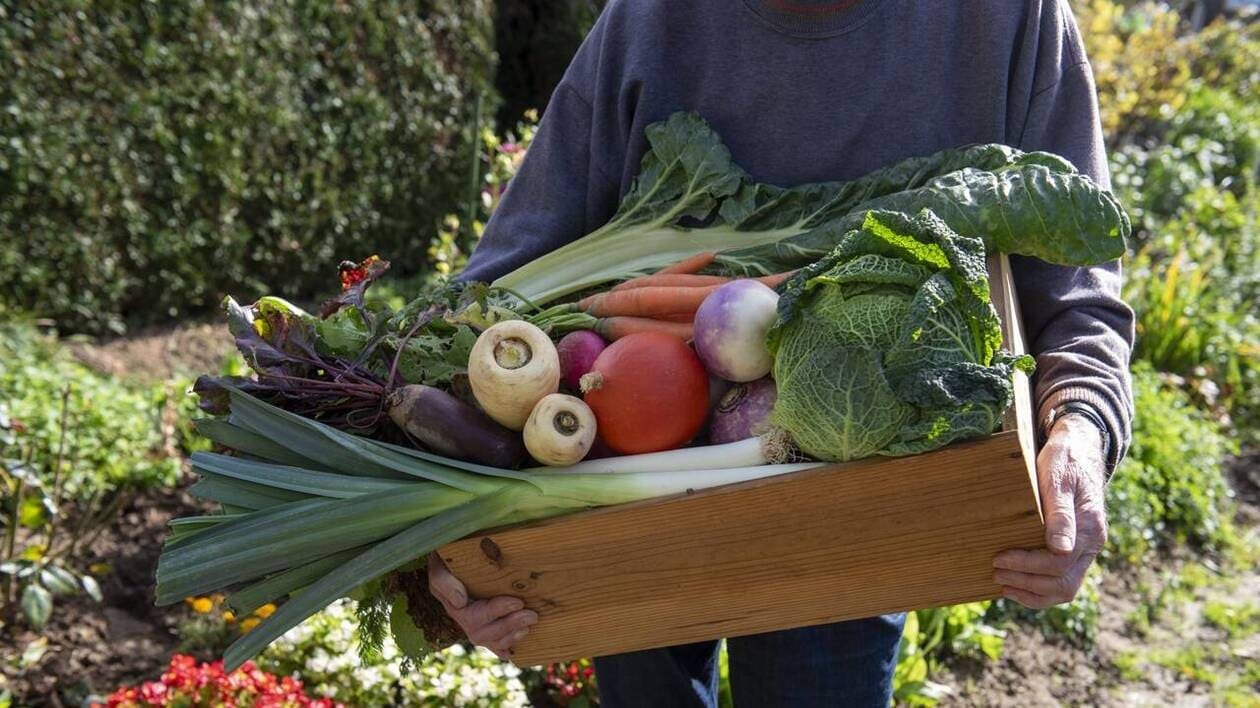 Jardin : potager, hortensias, feuilles mortes… Les réponses de notre spécialiste à vos questions