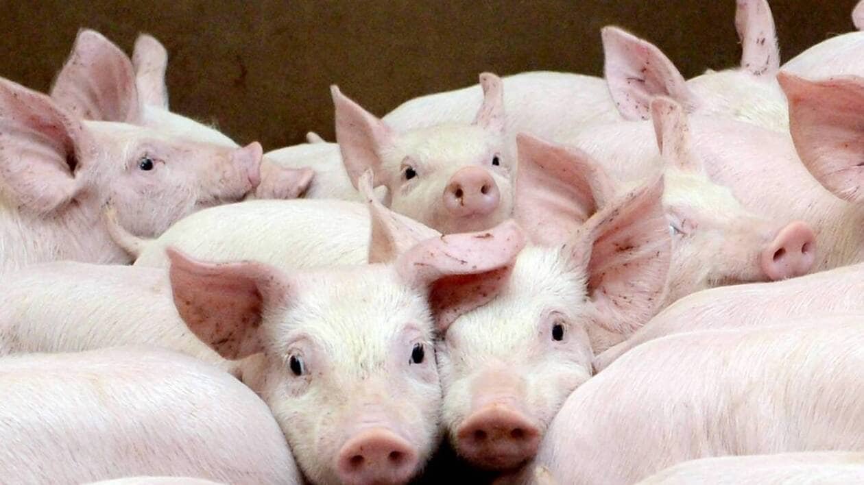La chute prix du porc inquiète la filière en Bretagne : une action prévue dans les Côtes-d’Armor