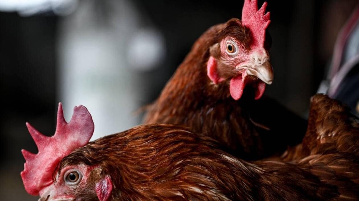 Donner une seconde vie aux poules d’élevage : une adoption organisée dans le Morbihan