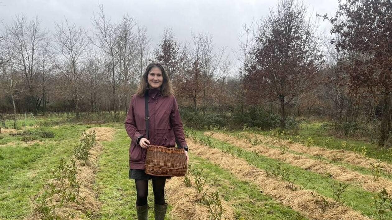 Ni en Inde, ni au Sri Lanka, la plantation Macoïa fait pousser du thé… au nord de Nantes