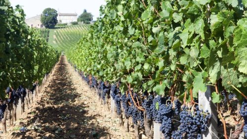 Trop-plein de vin dans le sud de la France, des vignes arrachées