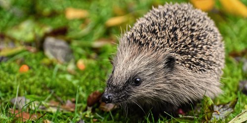Accueillir un hérisson au jardin : 5 bienfaits pour votre environnement immédiat !