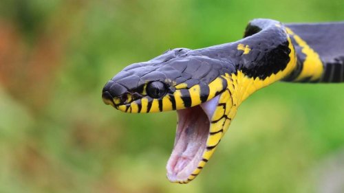 Top 10 des animaux tueurs pour l’homme : les plus redoutables cachent bien leur jeu