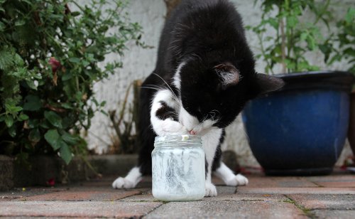 Donner du yaourt à son chat : bonne ou mauvaise idée ?