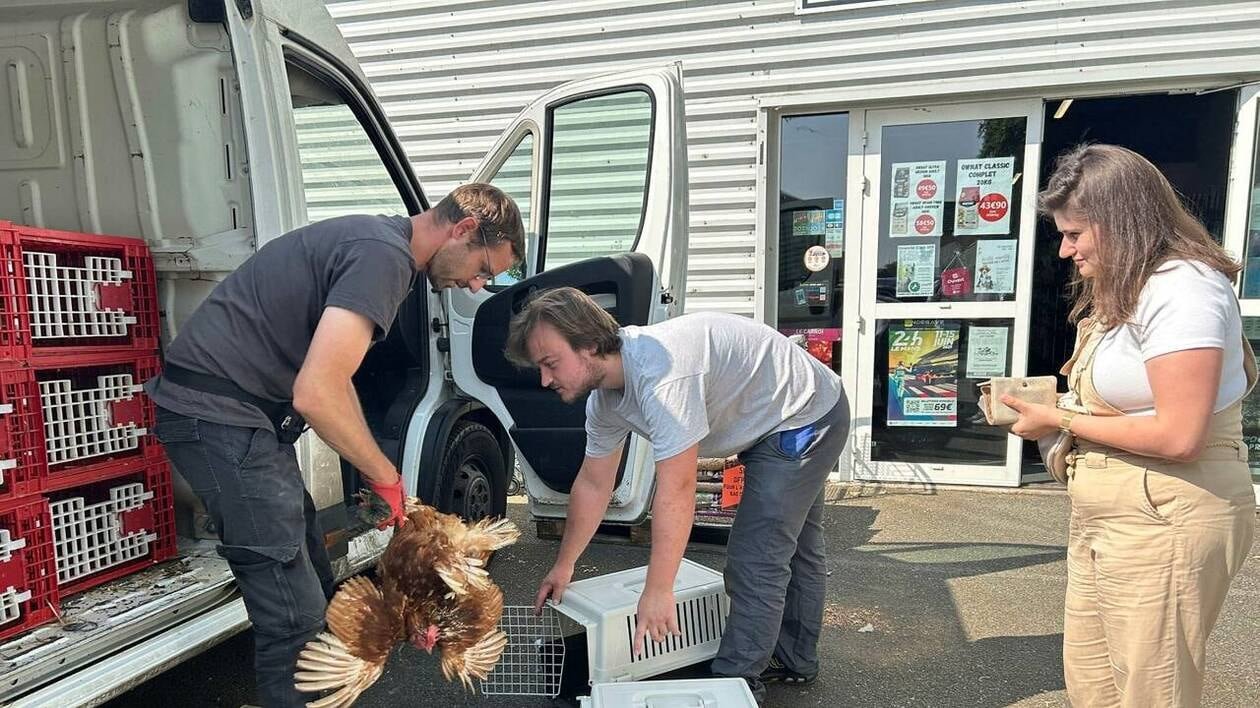 «Elles peuvent pondre près de 1 000 œufs chacune» : en Anjou, qui veut sauver des poules pondeuses ?