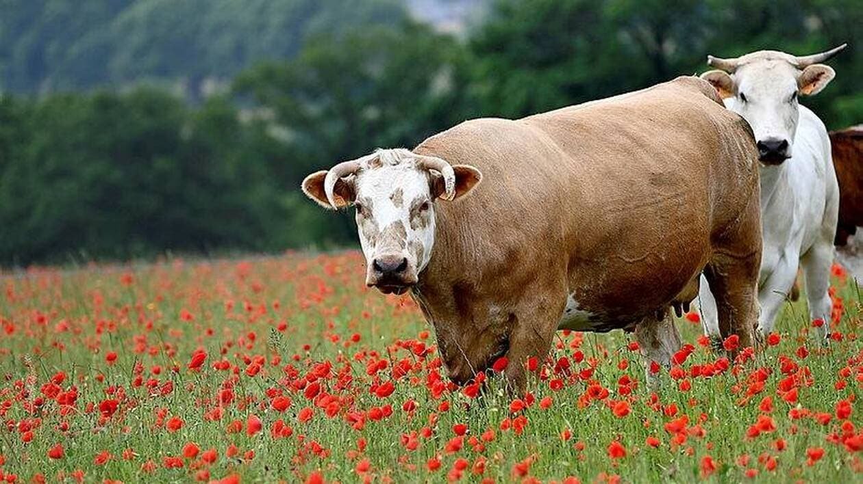 Nouvelles autorisations de valorisation des jachères en Sarthe pour des raisons climatiques