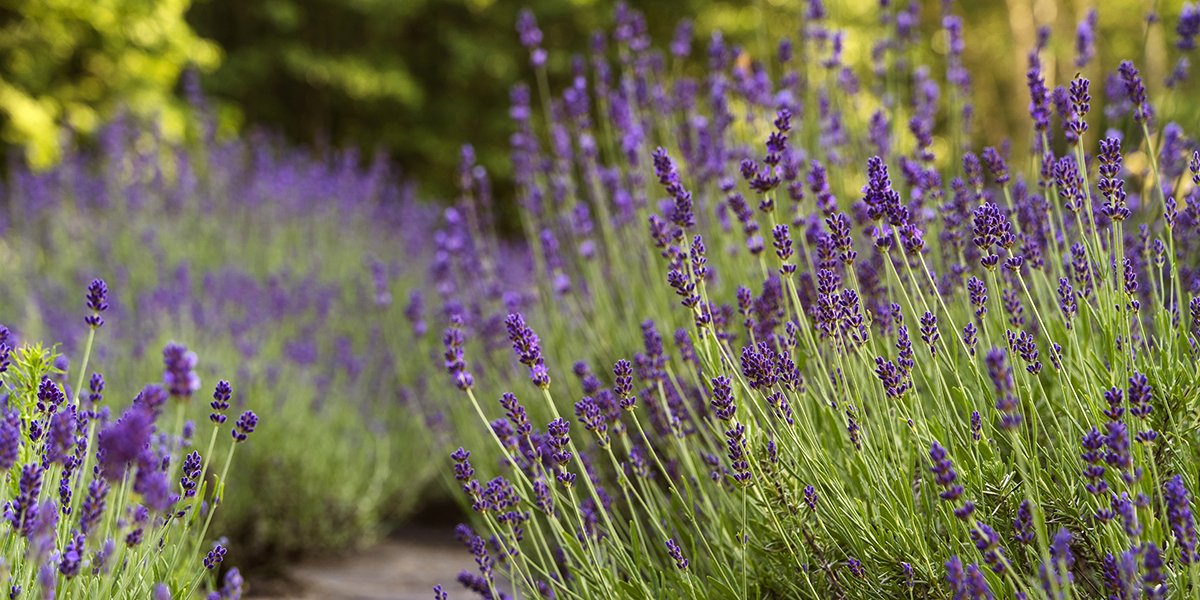 Top 15 des plus belles fleurs violettes à planter au jardin !