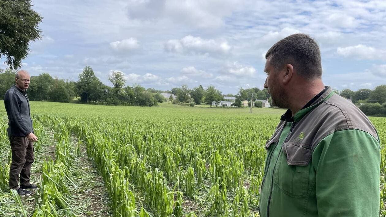 « Tout est mort, qu’est-ce qu’on fait ? » Avec l’orage, ces agriculteurs normands ont tout perdu