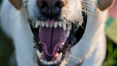 « Ils ont sauté sur la famille » : une femme et un enfant mordus par des chiens dans la Vienne