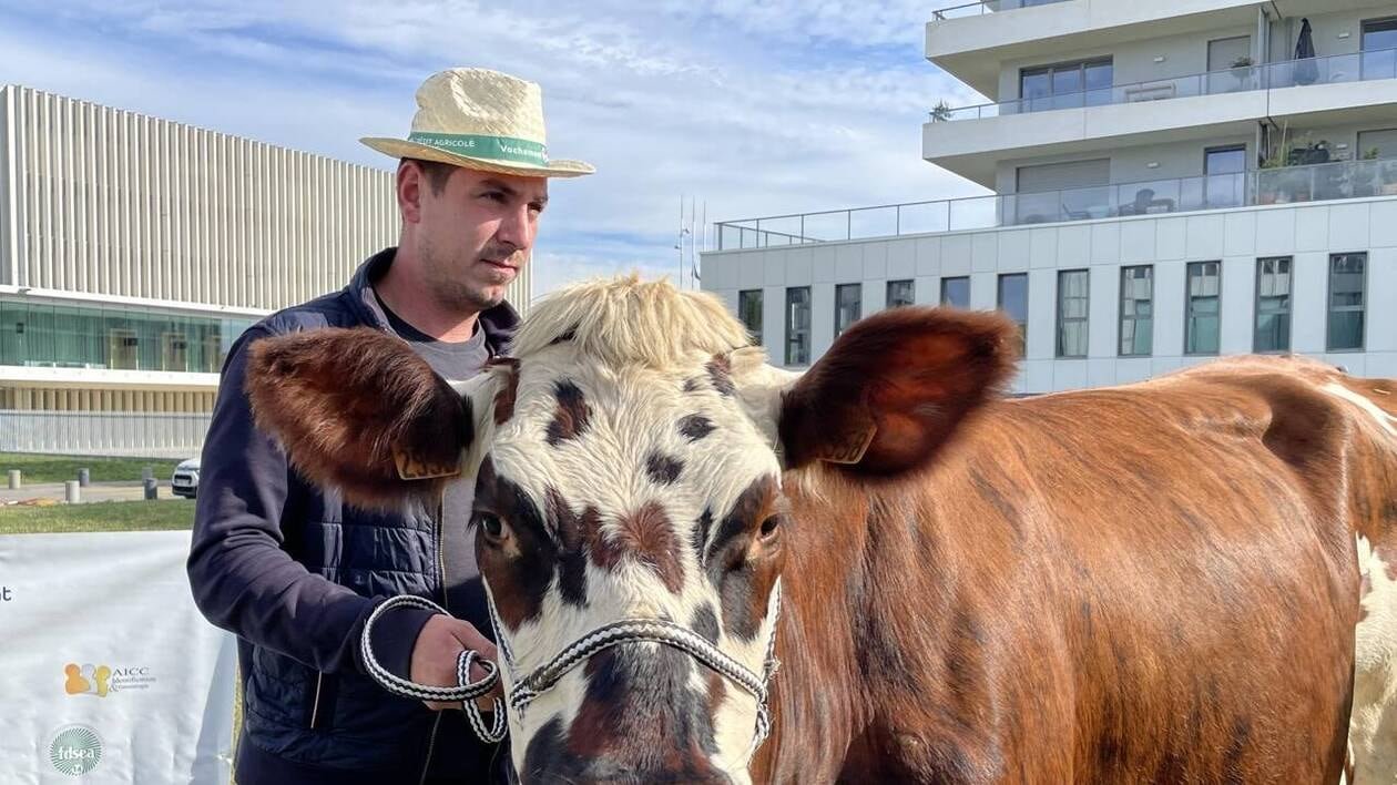 Vachement Caen met l’agriculture à l’honneur sur la Presqu’île de Caen dimanche 7 septembre