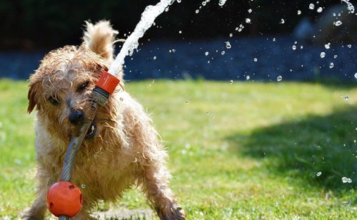 Sécurité du chien à l’extérieur : 10 conseils pratiques et de bon sens