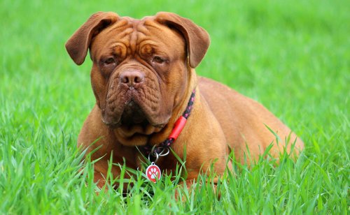 Top 10 des races de chien à l'espérance de vie la plus courte !