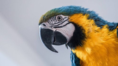 « Impensable » : fermé de force, ce parc animalier doit se séparer de 200 perroquets pour rouvrir