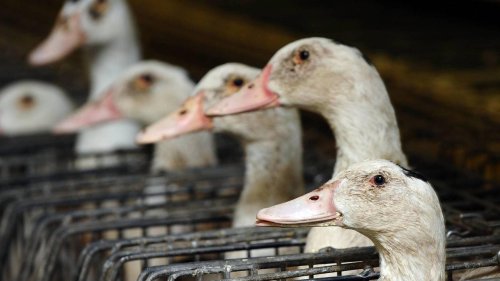 La France va commencer à vacciner ses canards contre la grippe aviaire
