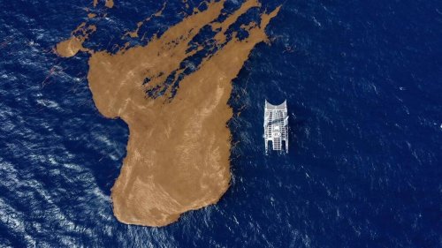 Voile. « C’est inquiétant, il y en a partout »: les sargasses, le grand péril des transatlantiques ?