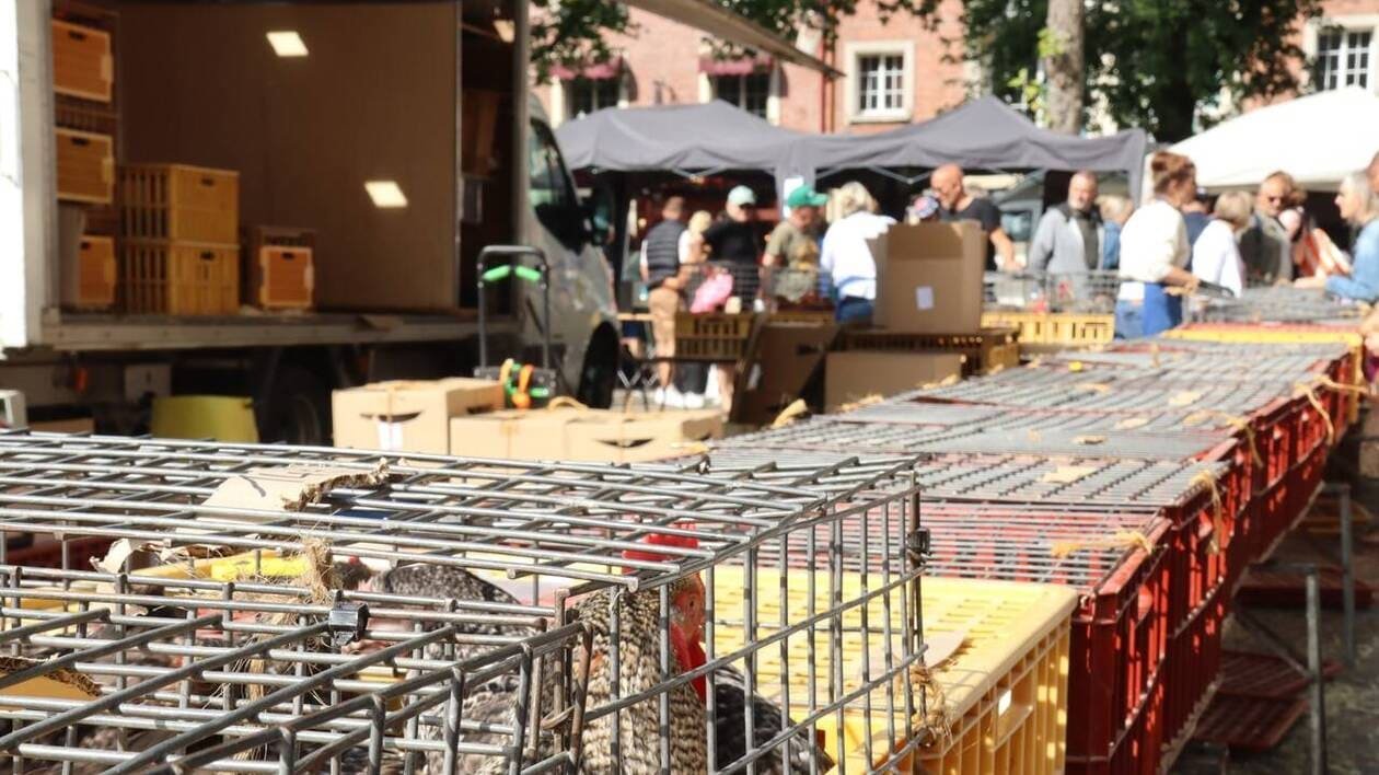 « On n’a jamais eu autant de monde » : carton plein pour la Foire aux picots de Lisieux ce dimanche