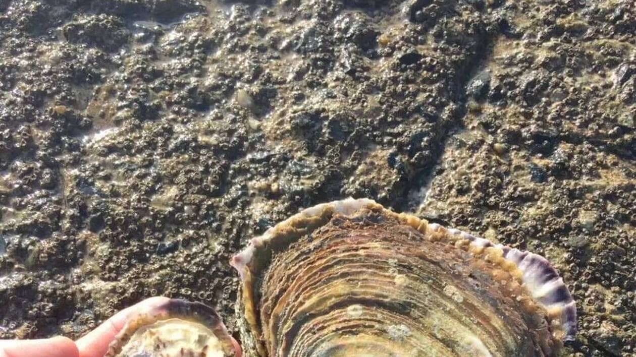 La Fête de l’huître de la baie de Morlaix 2025 s’annonce alléchante