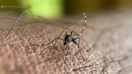 Un premier cas autochtone de dengue détecté en Corse