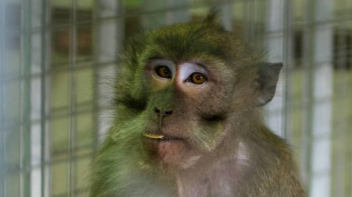 Les Terres de Nataé, à Pont-Scorff, recueillent quatre singes menacés d’euthanasie