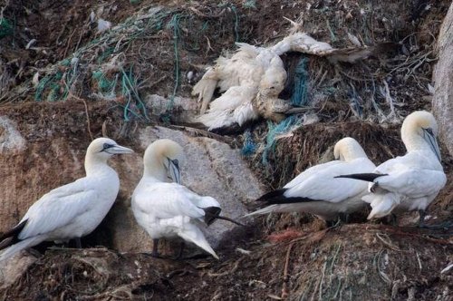 « On fait les croque-morts pour les oiseaux sauvages » : le littoral breton face à la grippe aviaire - Edition du soir Ouest-France - 27/09/2022