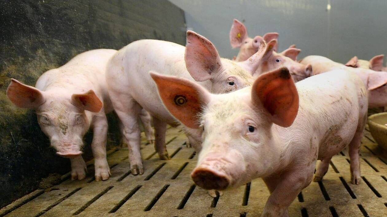 Projet d’extension d’un élevage porcin à Riec : la Chambre d’agriculture dit « stop aux attaques »
