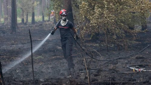Incendie en forêt de Rennes. Trois ans de plantation perdue et des vieux arbres en péril