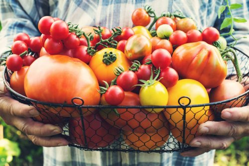 Elles poussent sans effort, même pour les débutants : ces 4 variétés de tomates font l’unanimité au potager