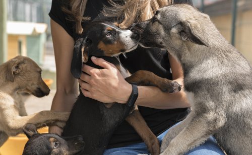 Combien coûte l’adoption d’un chien ?
