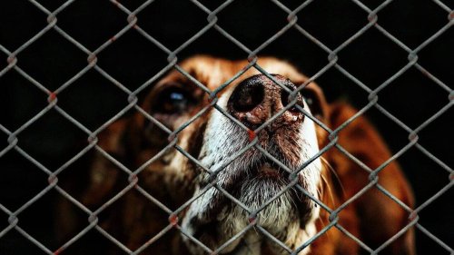 Perpignan. La police sauve une trentaine de chiens qui vivaient dans le froid et sans nourriture